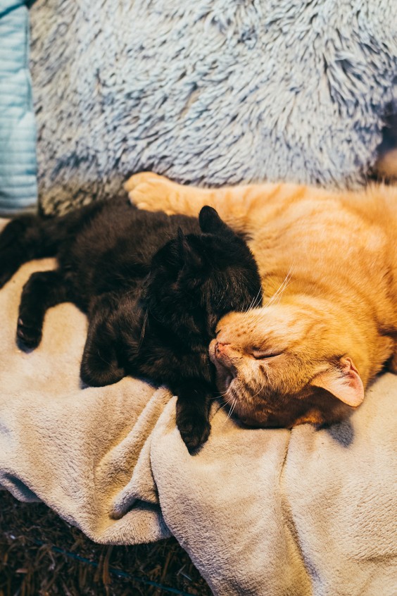 Naast alpaca's worden er ook veel andere dieren opgevangen | Fotografie: Marjon Lukje