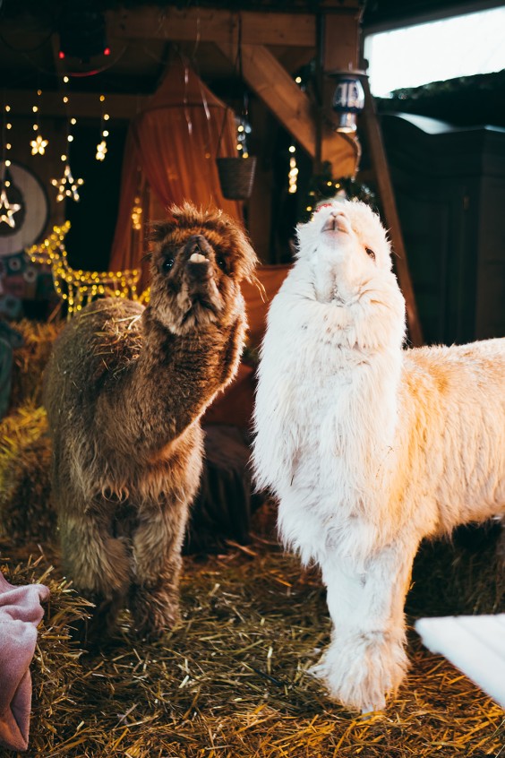 Sommige dieren blijven bij op de boerderij, maar sommige dieren kunnen na een tijdje geadopteerd worden. | Fotografie: Marjon Lukje