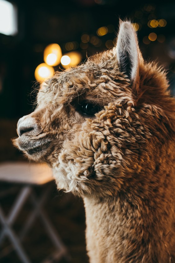 Sommige dieren blijven bij op de boerderij, maar sommige dieren kunnen na een tijdje geadopteerd worden. | Fotografie: Marjon Lukje