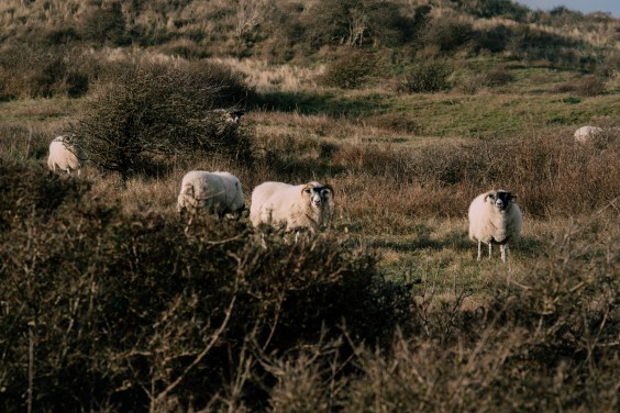 Crosshill duinbegrazing | Fotografie: Sheena Schouwink