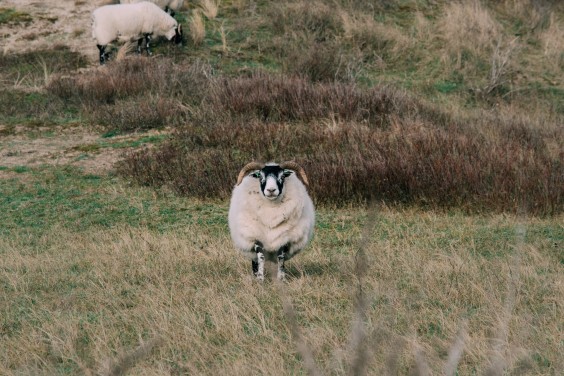 Crosshill duinbegrazing | Fotografie: Sheena Schouwink
