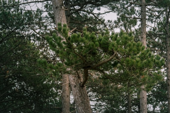 Crosshill duinbegrazing | Fotografie: Sheena Schouwink