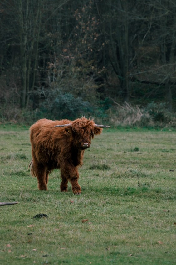 Crosshill duinbegrazing | Fotografie: Sheena Schouwink