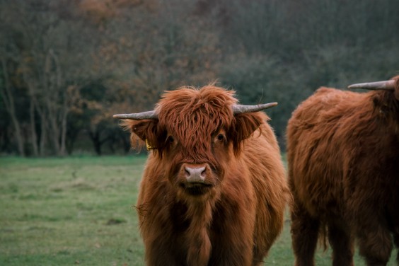 Crosshill duinbegrazing | Fotografie: Sheena Schouwink