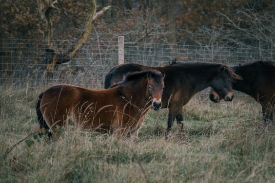 Crosshill duinbegrazing | Fotografie: Sheena Schouwink