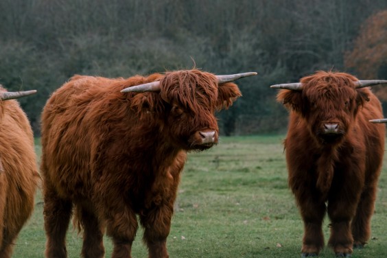 Crosshill duinbegrazing | Fotografie: Sheena Schouwink