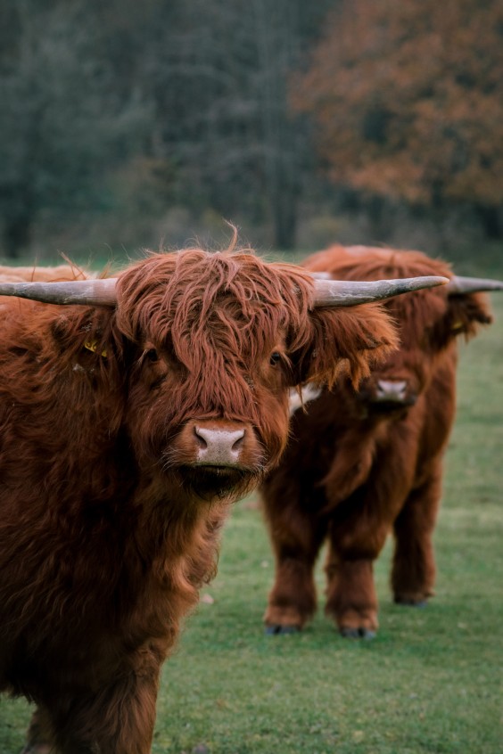 Crosshill duinbegrazing | Fotografie: Sheena Schouwink