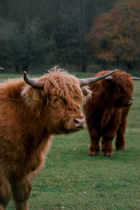 Crosshill duinbegrazing | Fotografie: Sheena Schouwink