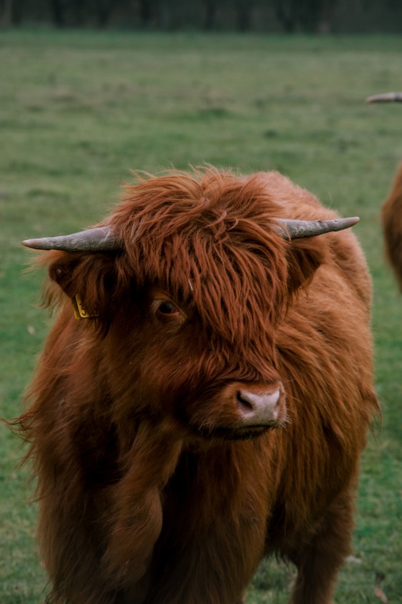 Crosshill duinbegrazing | Fotografie: Sheena Schouwink