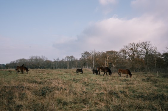 Crosshill duinbegrazing | Fotografie: Sheena Schouwink