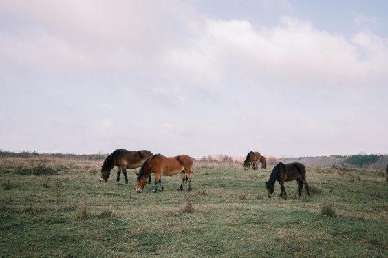 Crosshill duinbegrazing | Fotografie: Sheena Schouwink