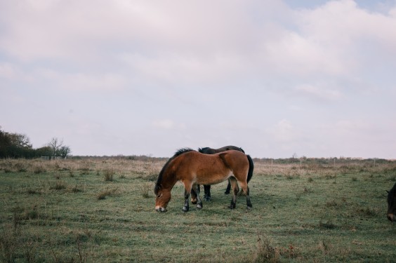 Crosshill duinbegrazing | Fotografie: Sheena Schouwink
