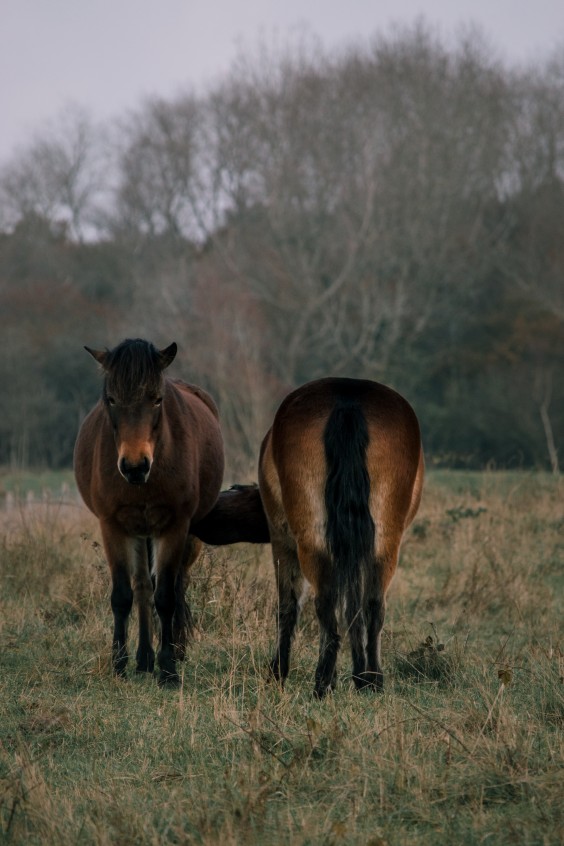 Crosshill duinbegrazing | Fotografie: Sheena Schouwink