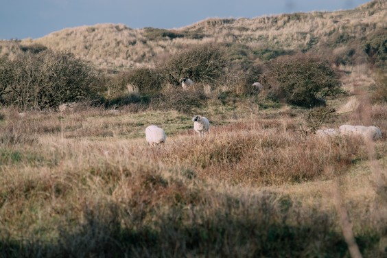 Crosshill duinbegrazing | Fotografie: Sheena Schouwink