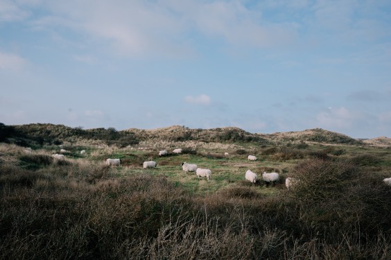 Crosshill duinbegrazing | Fotografie: Sheena Schouwink