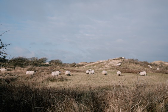 Crosshill duinbegrazing | Fotografie: Sheena Schouwink