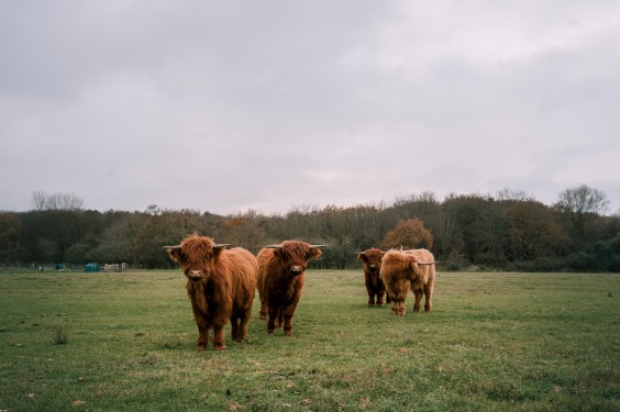 Crosshill duinbegrazing | Fotografie: Sheena Schouwink