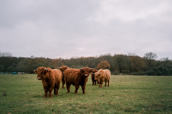 Crosshill duinbegrazing | Fotografie: Sheena Schouwink