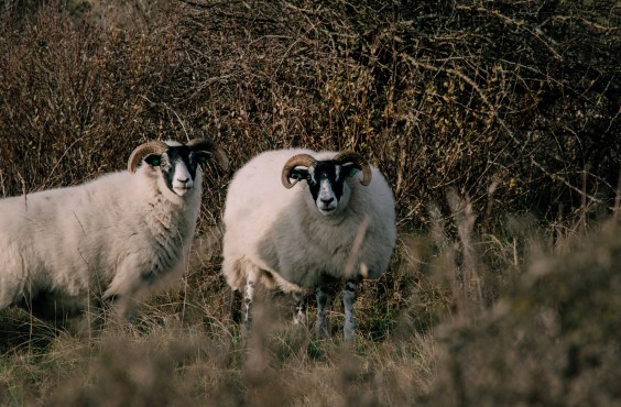 Crosshill duinbegrazing | Fotografie: Sheena Schouwink