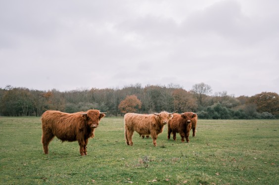 Crosshill duinbegrazing | Fotografie: Sheena Schouwink