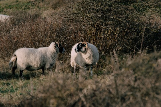 Crosshill duinbegrazing | Fotografie: Sheena Schouwink