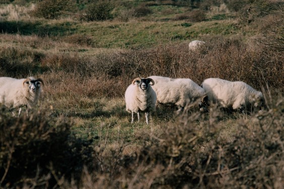 Crosshill duinbegrazing | Fotografie: Sheena Schouwink