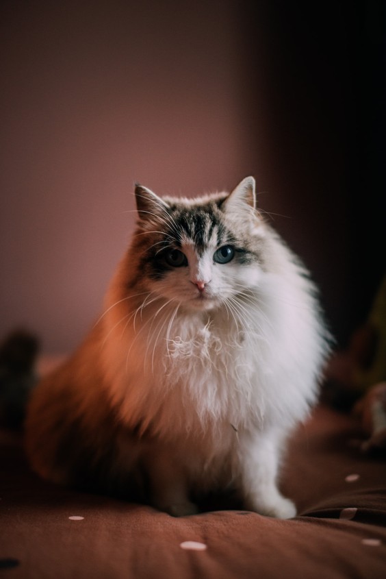 Kersthuis Hoorn | Fotografie: Sheena Schouwink