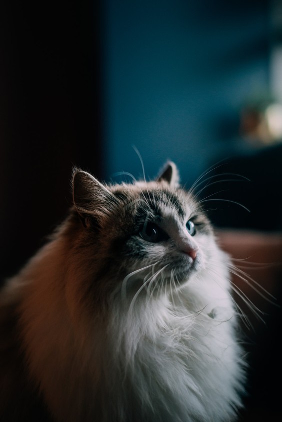 Kersthuis Hoorn | Fotografie: Sheena Schouwink