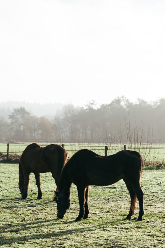 Gepensioneerde paarden - Foto: Marjon Lukje