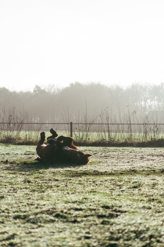 Gepensioneerde paarden - Foto: Marjon Lukje