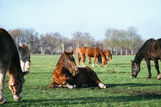Gepensioneerde paarden - Foto: Marjon Lukje