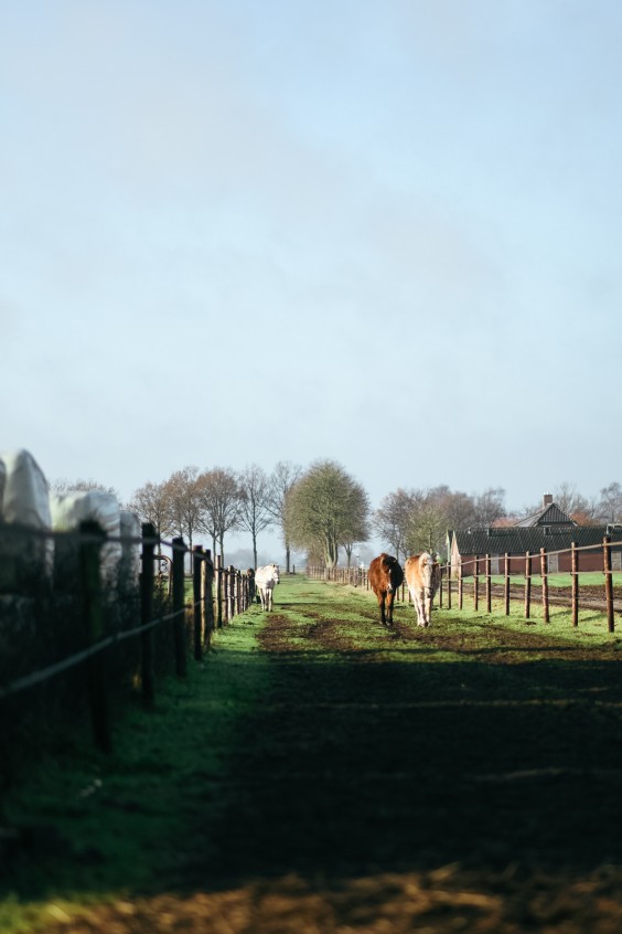 Gepensioneerde paarden - Foto: Marjon Lukje