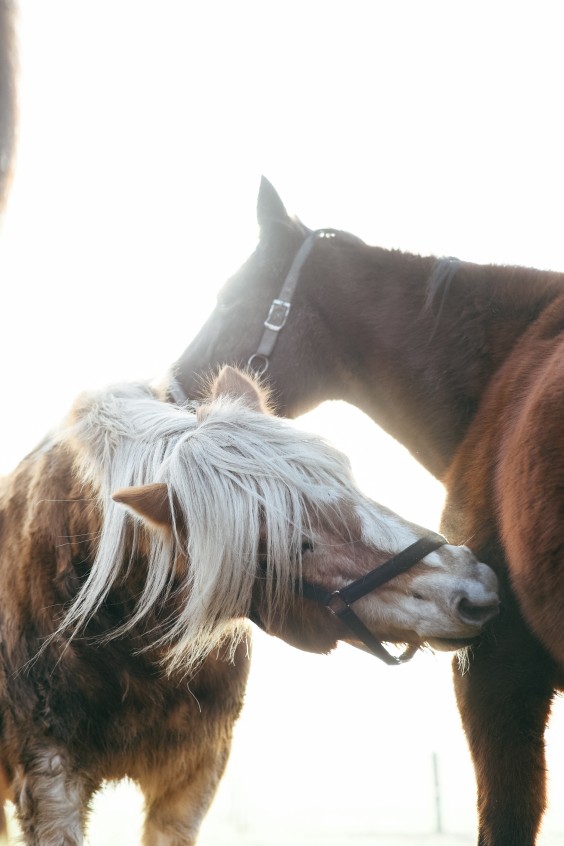 Gepensioneerde paarden - Foto: Marjon Lukje