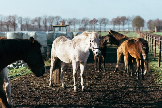 Gepensioneerde paarden - Foto: Marjon Lukje