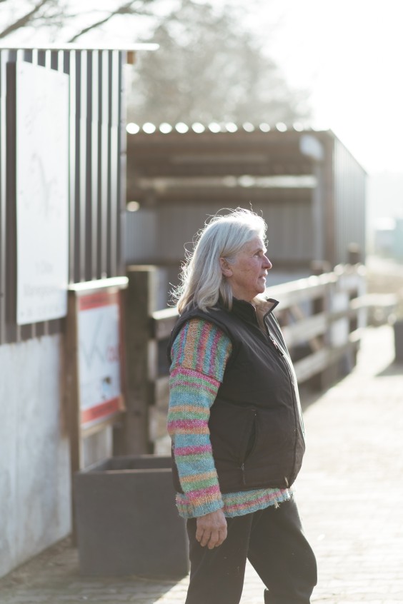 Gepensioneerde paarden - Foto: Marjon Lukje
