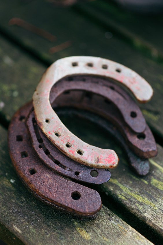 Gepensioneerde paarden - Foto: Marjon Lukje