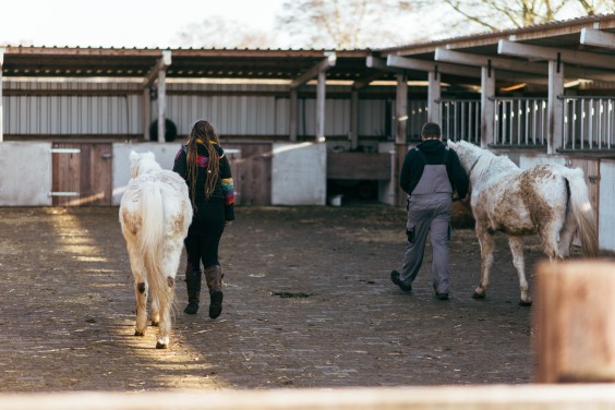 Gepensioneerde paarden - Foto: Marjon Lukje