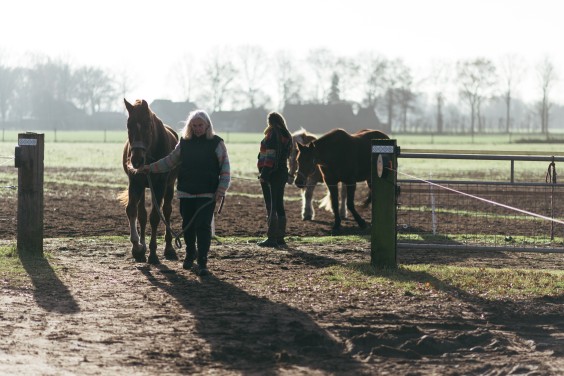 Gepensioneerde paarden - Foto: Marjon Lukje