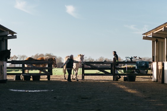 Gepensioneerde paarden - Foto: Marjon Lukje