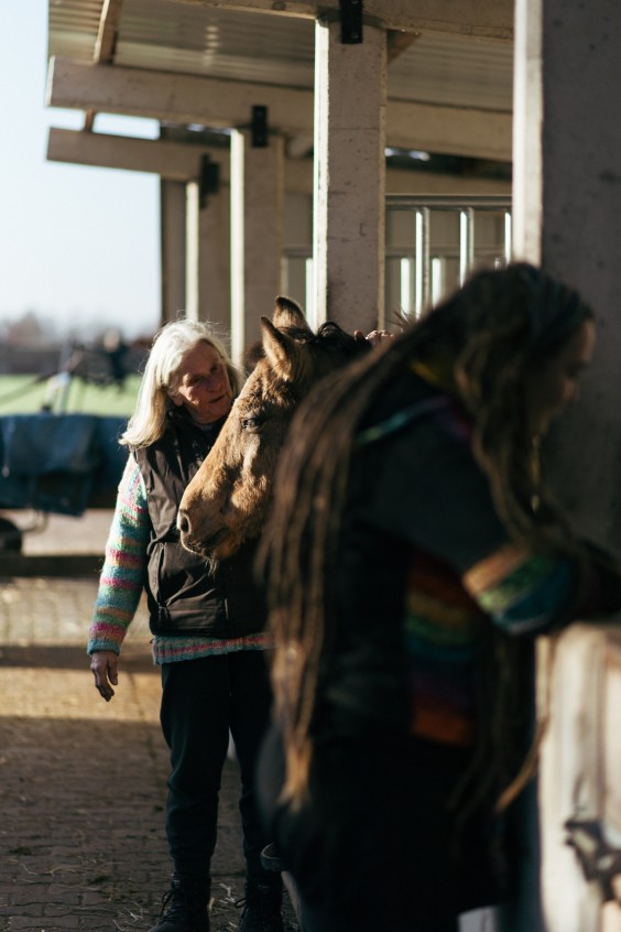 Gepensioneerde paarden - Foto: Marjon Lukje