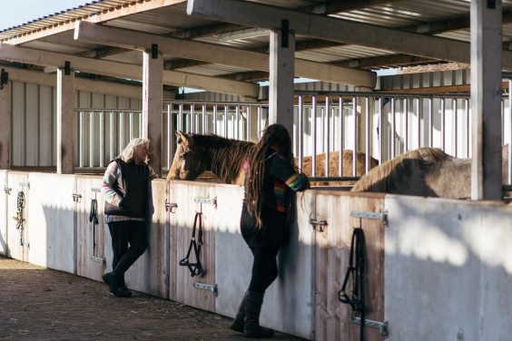 Gepensioneerde paarden - Foto: Marjon Lukje