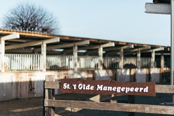 Gepensioneerde paarden - Foto: Marjon Lukje