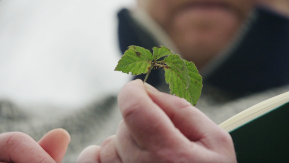 boomsilhouetten-Jasper de Ruiter