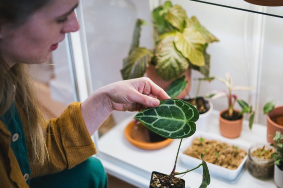 Urban Jungle Dordrecht | Fotografie: Roos Eijmers 