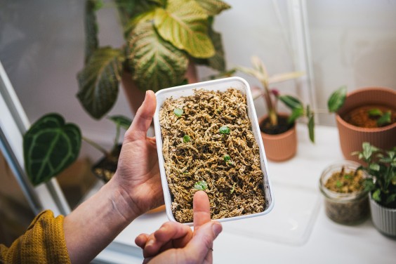 Urban Jungle Dordrecht | Fotografie: Roos Eijmers 