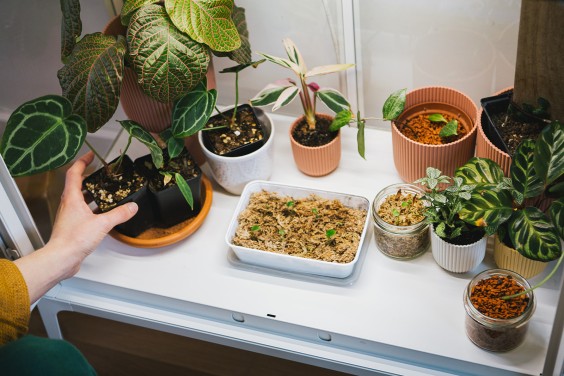 Urban Jungle Dordrecht | Fotografie: Roos Eijmers 