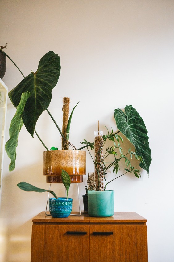 Urban Jungle Dordrecht | Fotografie: Roos Eijmers 