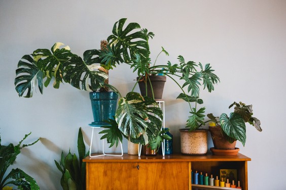 Urban Jungle Dordrecht | Fotografie: Roos Eijmers 