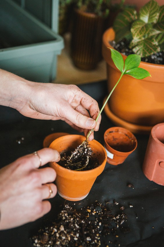 Urban Jungle Dordrecht | Fotografie: Roos Eijmers 