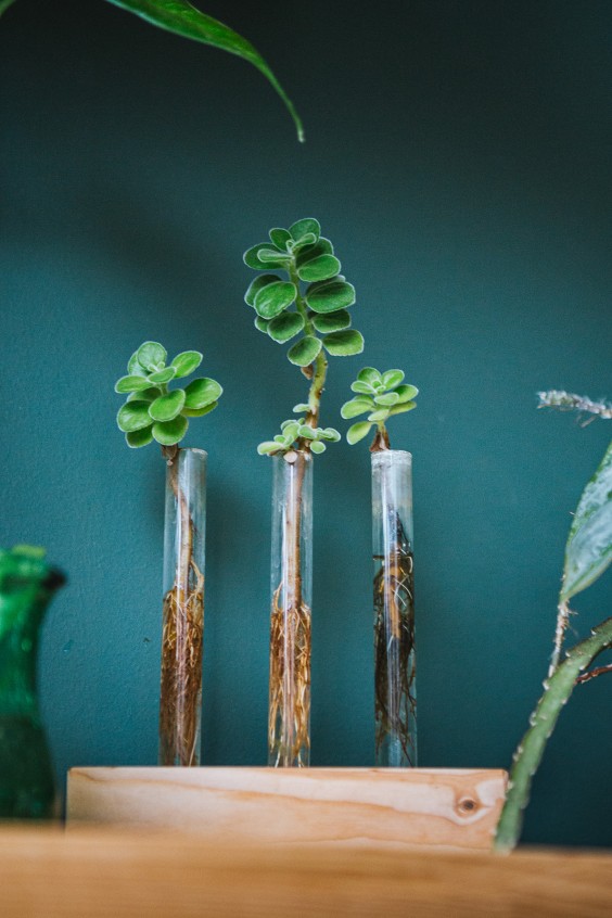 Urban Jungle Dordrecht | Fotografie: Roos Eijmers 